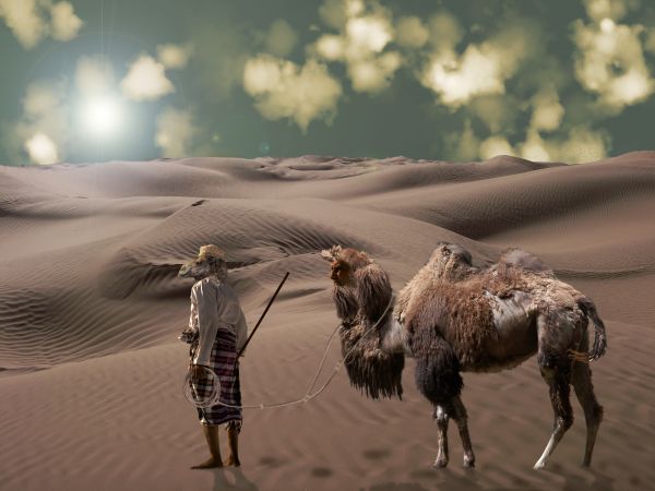 Parallel Camel Universe